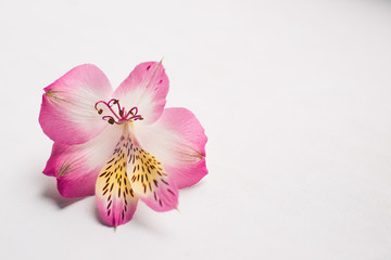A bud of pink lily on a white surface. isolate