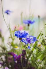 Wildflowers in a bouquet stand in a natural light on the window