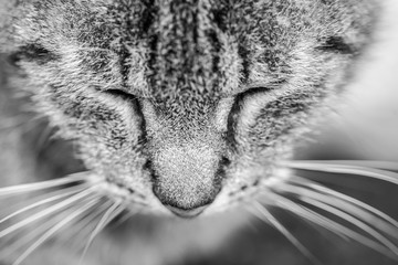 Close-up portrait of tabby cat. Black and white. Closed eyes. Sleepy cat.