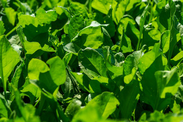 Fresh spinach in organic farm