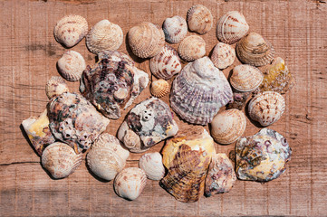 Beautiful colorful sea shells on wooden plank in summer. Seashells collection, summer memories. Variety of seashells in close-up horizontal composition.