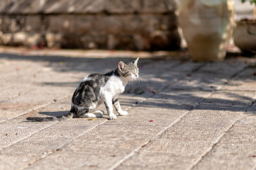 One little cat takes a sun bath on the street