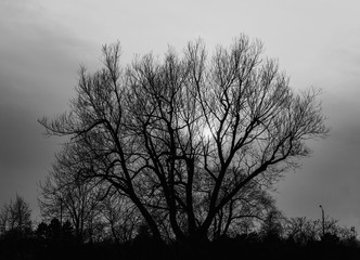 A tree silhouette in winter during sunset