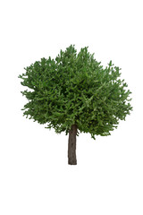 Fototapeta premium Euphorbia lactea, white striped spurge. Big tree of Euphorbia lactea, one of many kinds of Euphorbia plants, isolated on white background