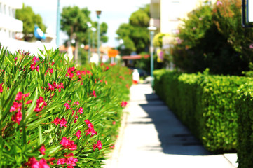 flowers in the garden