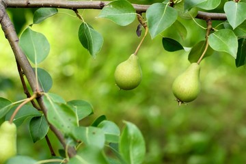 Green pears grow on a tree branch in the garden. Selective focus.