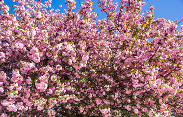 Kirschblütenbaum mit pinken Blüten