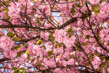 Kirschblütenbaum mit pinken Blüten