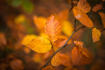Fall, autumn, leaves background. A tree branch with autumn leaves of a beech on a blurred background. Landscape in autumn season © petrsvoboda91