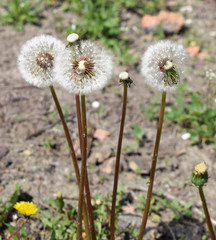 The seedheads dandelions (Taraxacum)  in summer in the garden. 