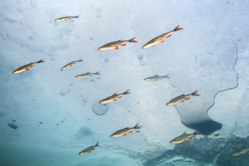 Underwater photography of the freshwater fish Rudd (Scardinius erythrophthalmus) and Roach (Rutilus...