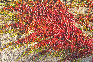 colori d'autunno; tralci di rampicante disegnano un vecchio muro