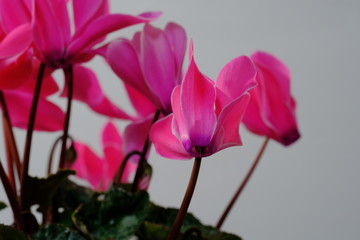 cyclamen flower