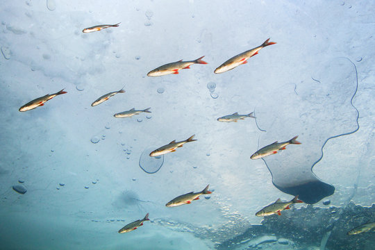 Underwater photography of the freshwater fish Rudd (Scardinius erythrophthalmus) and Roach (Rutilus rutilus) swimming under the ice. Wild life animal in the clean river habitat. Winter underwater