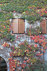 autunno; un rampicante veste la casa di nuovi colori
