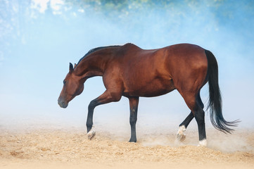 Fototapeta na wymiar The bay horse runs against a background of white fog