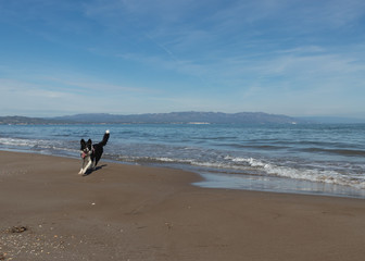 Border Collie Puppy Running on the sand of the beach