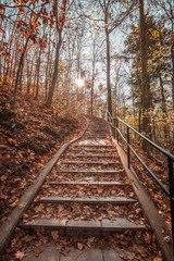Fototapeta premium Path in natural park with autumn trees. Sunny autumn picturesque forest landscape with sunlight. Fall trees with colorful leaves background. Tree with mark for tourist.