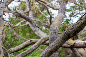 Fototapeta na wymiar Twisted tree branches, Galapagos Island, Isla Isabela. With selective focus.
