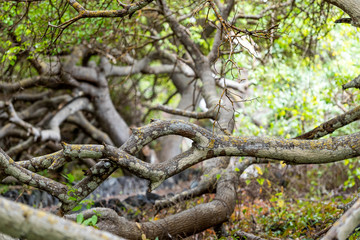 Twisted tree branches, Galapagos Island, Isla Isabela. With selective focus.