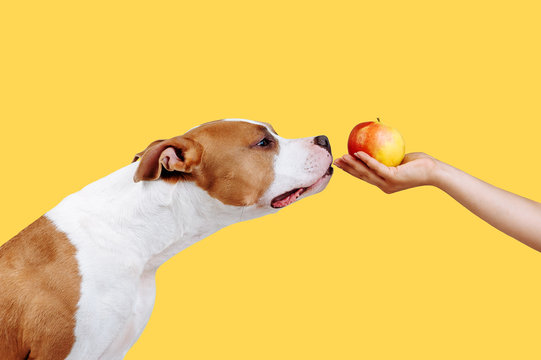 A man holds out an apple in his hand. Portrait of a dog isolated on a yellow background that smells food