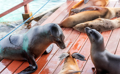 Sea lions rest on the pier, Galapagos Island, Isla Isabela. With selective focus.