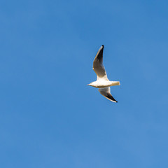 A Black-headed gull (Larus ridibundus) in winter plumage flying against a blue sky.