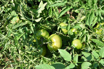 Fresh tomato plant in organic farm