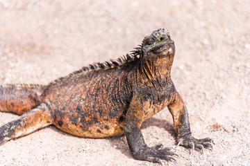 Marine iguanas outdoors, Galapagos Island, Isla Isabela. With selective focus.