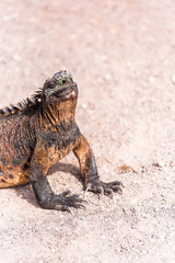 Marine iguanas outdoors, Galapagos Island, Isla Isabela. With selective focus. Vertical
