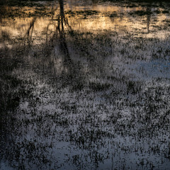 A flooded field reflecting silhouetted trees and the late evening sky.