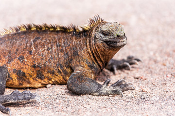Fototapeta premium Marine iguanas outdoors, Galapagos Island, Isla Isabela. With selective focus.