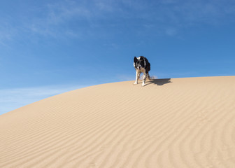 Border Collie Puppy Running on the sand of the beach