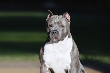 Portrait of a gray muscular dog American Staffordshire Terrier breed