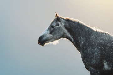 Portrait of a gray horse in apples on a background of mountains