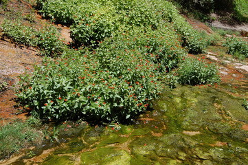 Hiking through red rocks and emerald pools