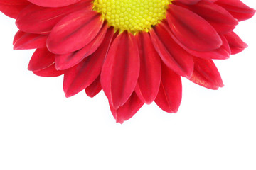 Red chrysanthemum flowers isolated on white background.