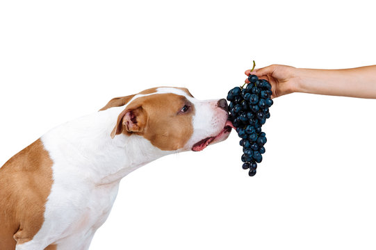A beautiful large dog eats food from the hands of a man. American Staffordshire terrier licks berries of grapes. On white background