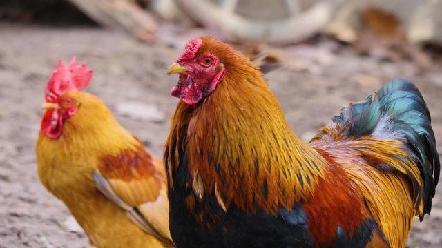 Close up of two male chicken rooster standing beside each other.