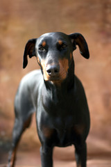 DOBERMAN