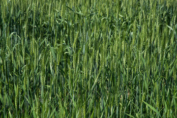 Green wheat at organic farm field