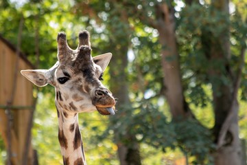 A close up portrait of a giraffe standing outdoors in a forest sticking out its tongue.