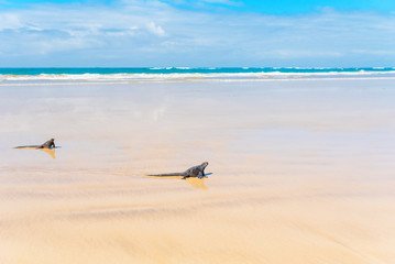 Marine iguanas on a sandy beach, Galapagos Island, Isla Isabela. Copy space for text