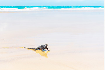 Marine iguanas on a sandy beach, Galapagos Island, Isla Isabela. Copy space for text