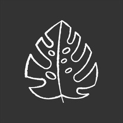 Monstera leaf chalk icon. Evergreen tropical forest vines. Swiss cheese plant. Indonesian islands nature. Discovering Bali nature. Exploring jungles flora. Isolated vector chalkboard illustration