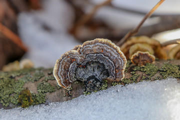 Grey turkey tail mushroom (Trametes versicolor) growing on a snowy log