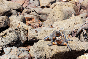 Marine iguanas on the stones, Galapagos Island, Isla Isabela. With selective focus.