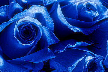Close-up of blue rose petals, monochrome with blue toning.