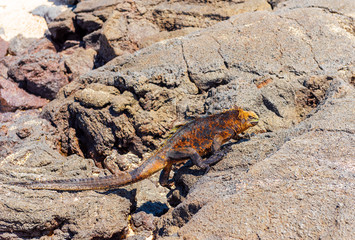 Marine iguanas on the stones, Galapagos Island, Isla Isabela. With selective focus.