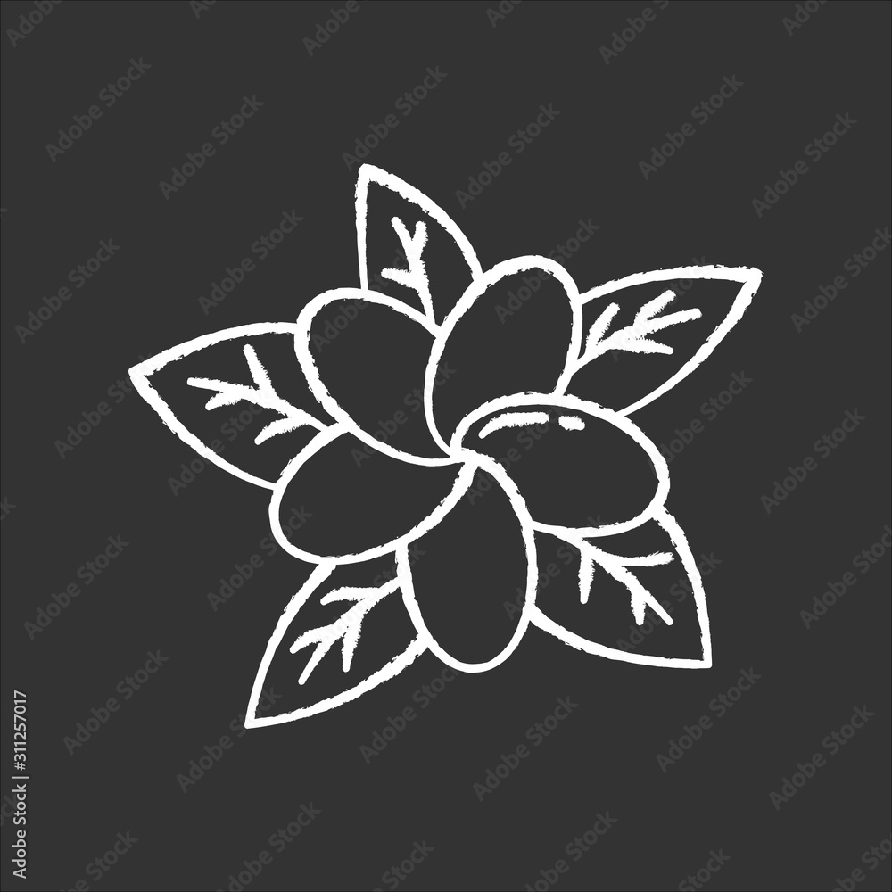 Poster plumeria chalk icon. exotic region flowers. flora of indonesian forests. small tropical plants. blos